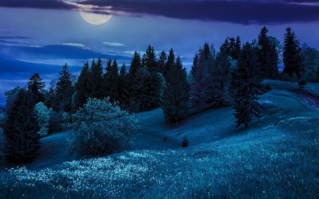 Moonlit Night - moon, sky, trees, hills, light, moons, nature, blue, moonlight, landscapes