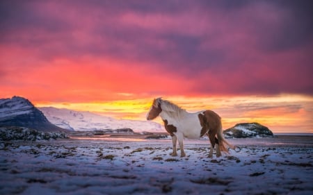 Horse in Snow - sky, winter, landscape, clouds, hills, sunset