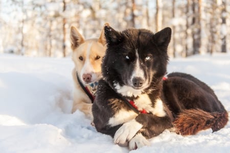 Huskies - sleighdogs, forest, trees, resting, snow