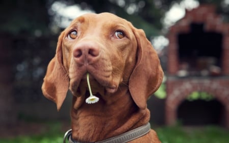 I think I'm in love... - love, animals, pet, daisy, in, face, brown, dog, flower