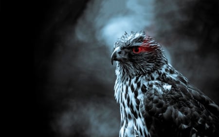 Î¤he glance of the hawk - hawk, red, wild, animals, eye, birds