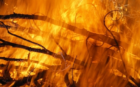 fire - fire, tree, forest, branch