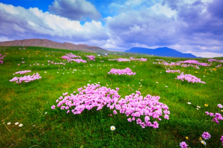 Sea Pink Flowers - hills, field, spring, clouds, pink, beautiful, green, flowers, grass