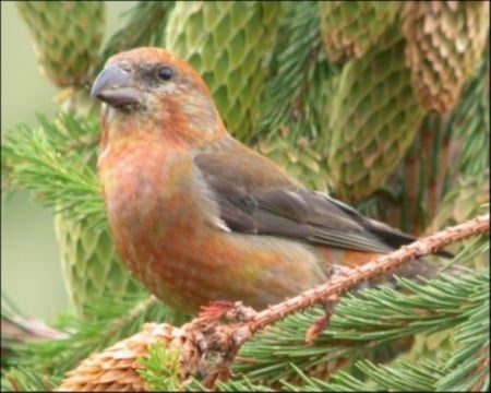 Beautiful Bird - bird, trees, branch, animal