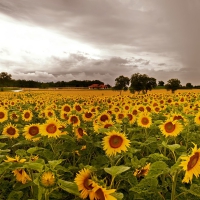 Sunflowers