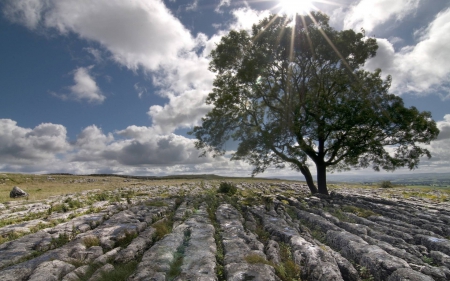 field - cool, field, fun, tree, nature