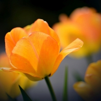 Yellow Tulips