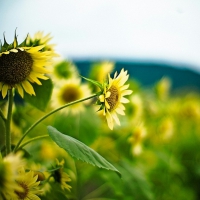 Sunflowers