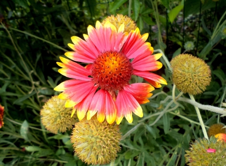 Fields flower. - spring, nature, fields, other