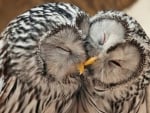 Cute Owls