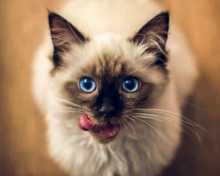 Cute Cat - animal, funny, cute, cat