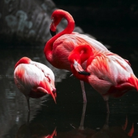 Flamingos