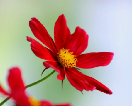 Beautiful Flower - flowers, red, petals, nature