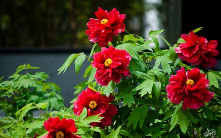 Beautiful Red Flowers - flowers, red, nature, bloom