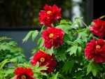 Beautiful Red Flowers