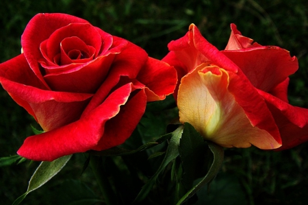 Roses - flowers, red, love, roses