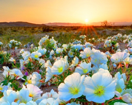 Beautiful Flowers - bloom, flowers, sunset, nature