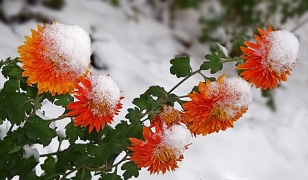 Winter - snow, flowers, winter, nature