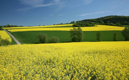 field - nature, fun, forest, cool, field