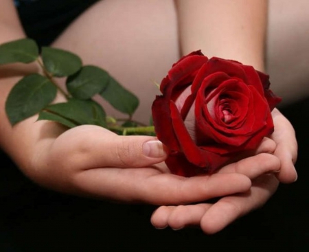 â™¥ - beautiful roses, flowers, red, hand