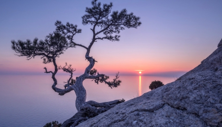 Sunset - tree, amazing, sunset, sea