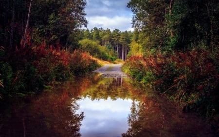 Pond - sky, pond, road, trees, nature