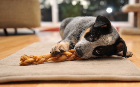 Happy - animal, happy, cute, puppy, food, dog