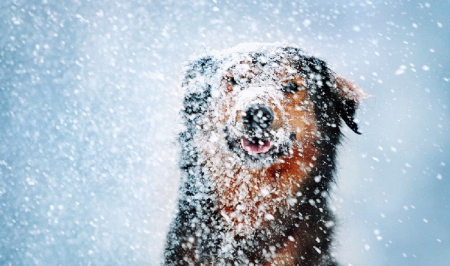 Let it snow.. - dog, snow, photography, winter, cute