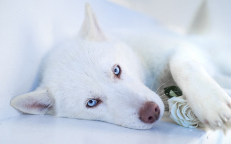 A rose for you! - blue eyes, valentine, resting, rose, white, dog, dogs, animal, husky