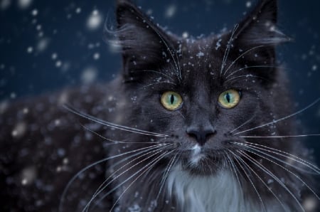 Cat - portrait, snow, photography, cat