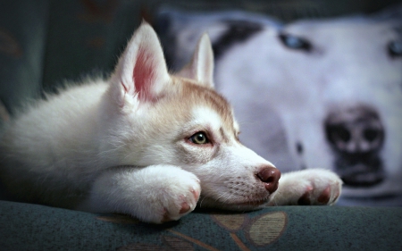 Waiting - husky, white, animal, cute, dog, puppy