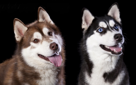 Two beauties - black, husky, animal, dog, tongue