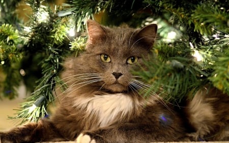 Cat - craciun, brown, fur, cat, animal, green, christmas, lights