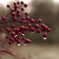 Berries