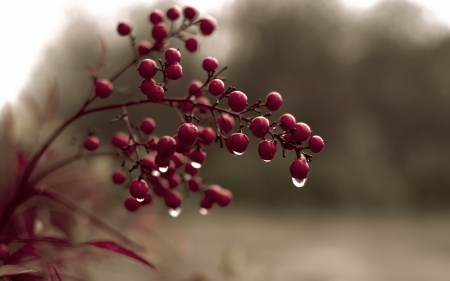 Berries - autumn, berry, macro, red, water drops, toamna, fruit