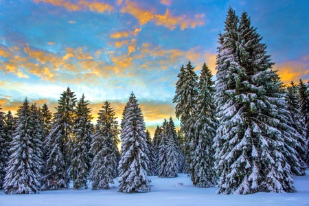 Winter Sunset - clouds, snow, firs, reflection, sky