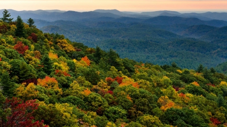 mountain forest - nature, fun, forest, mountain, cool