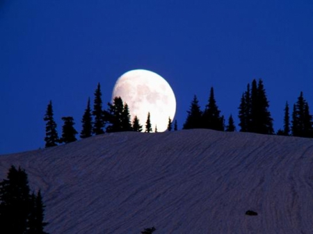 Full Moon Night - nature, sky, trees, blue, night, mountains, moons