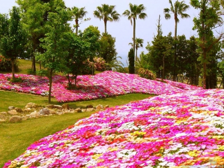 Field of Daisies