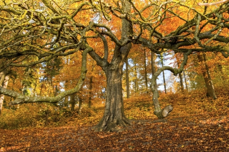 âœ¿âŠ±â€¢â•®Autumn forestâ•­â€¢âŠ°âœ¿ - nature, fall, autumn, trees