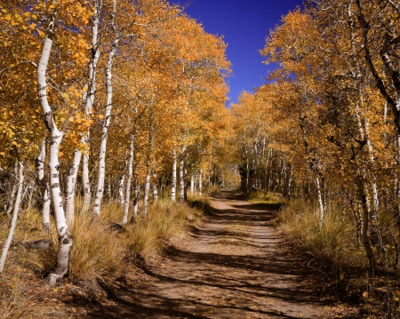 âœ¿âŠ±â€¢â•®Autumnâ•­â€¢âŠ°âœ¿ - nature, autumn, forest, trees