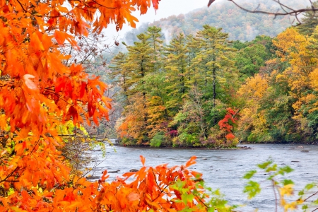 ✿⊱•╮Autumn╭•⊰✿ - river, trees, nature, autumn