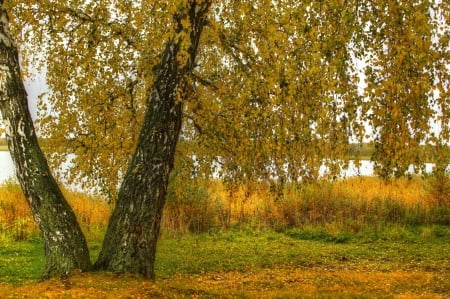 ✿⊱•╮╭•⊰✿ - lake, field, trees, nature