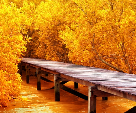 âœ¿âŠ±â€¢â•®Autumnâ•­â€¢âŠ°âœ¿ - nature, fall, autumn, trees