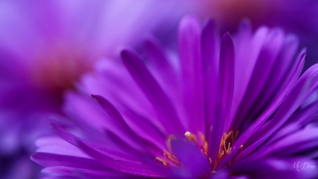 Purple Daisy - summer, daisy, spring, purple, gerbera, floral, close-up, petals, beautiful, flowers, flower, lavender