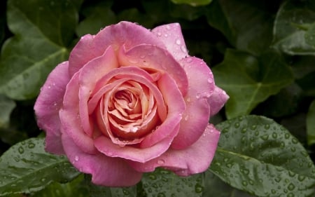 * Pink Rose * - nature, rose, flwers, flower, pink