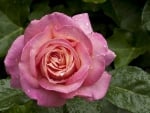 * Pink Rose *