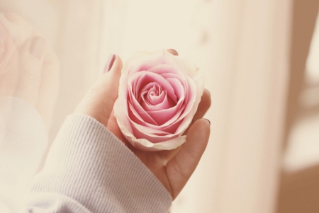 Rose in Hand - rose, flower, soft, hand