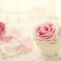 Soft Rose