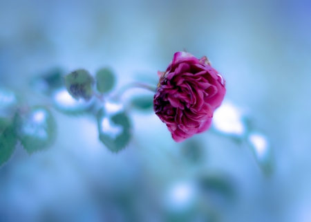 Rose - flower, nature, rose, soft